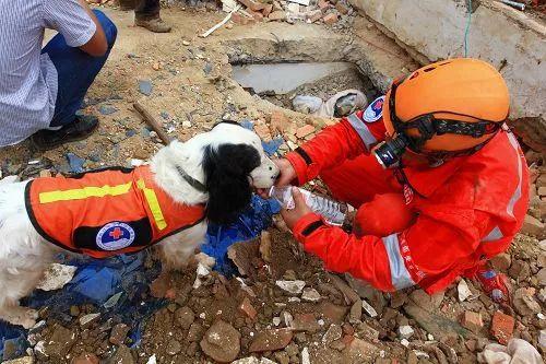 地震获救狗狗一瞬间认出救命恩人，人与动物之间的深厚情感再现