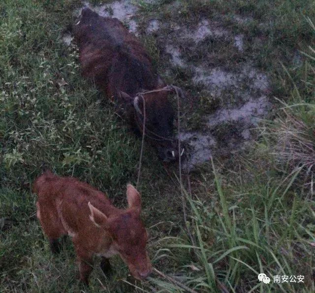 小牛掉水沟母牛哀鸣向旁人求助