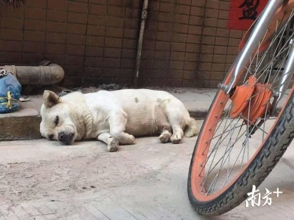 广州正式解禁土狗，重塑城市与本土犬只的和谐共生关系