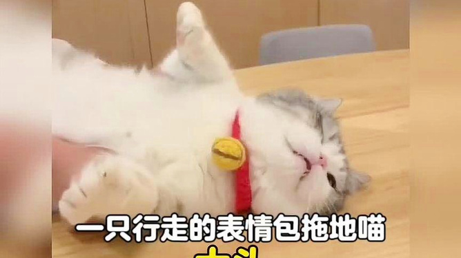 小猫的沉默叹息，一则无言的心灵独白