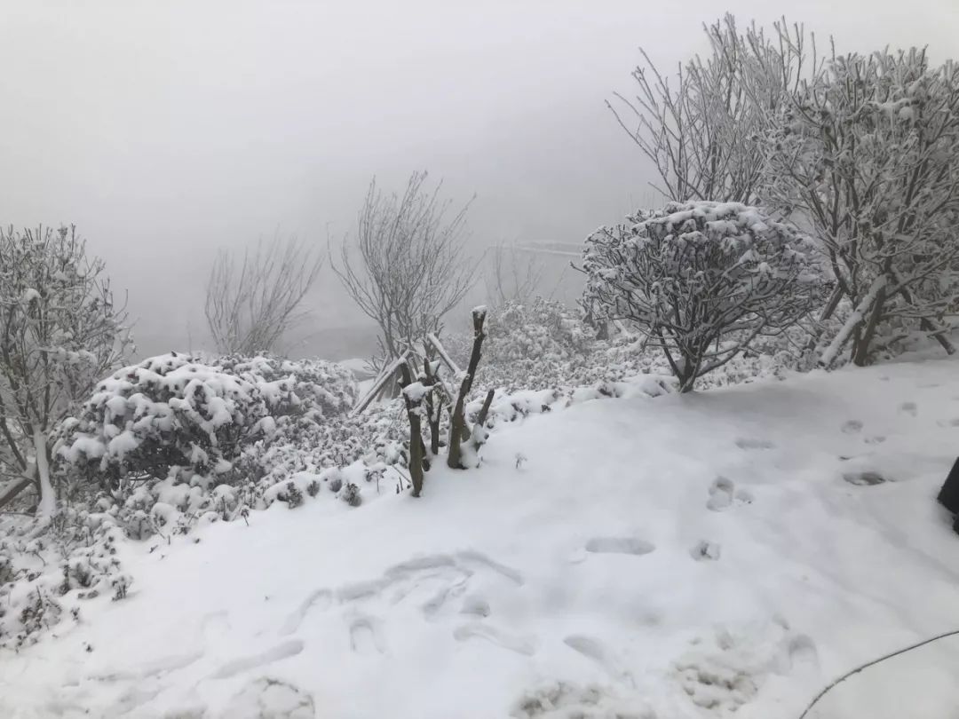 河南多地降下鹅毛大雪