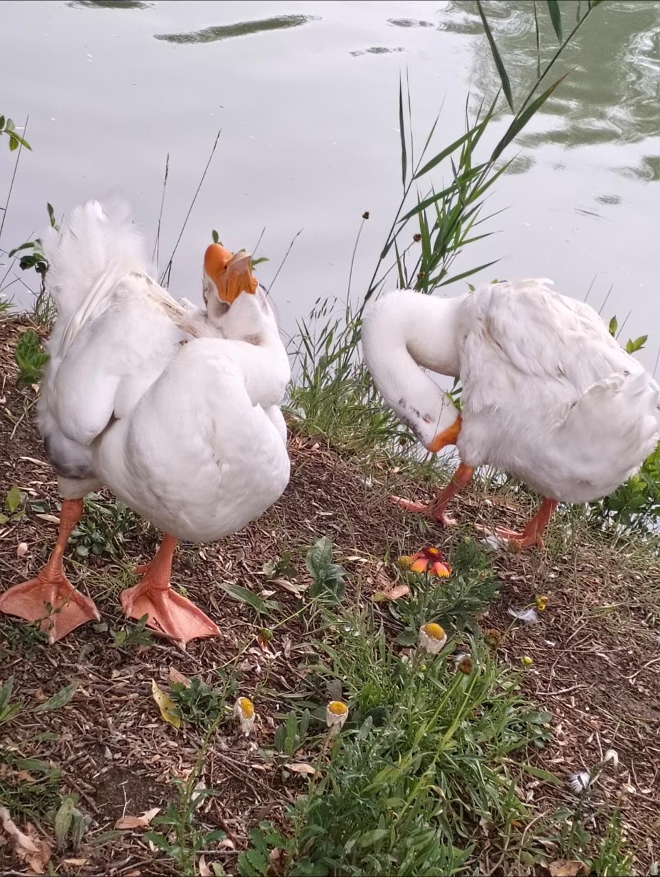 🐔喔鹅啊鹅，全新体验攻略，探秘鹅鸣世界的奥秘🐧