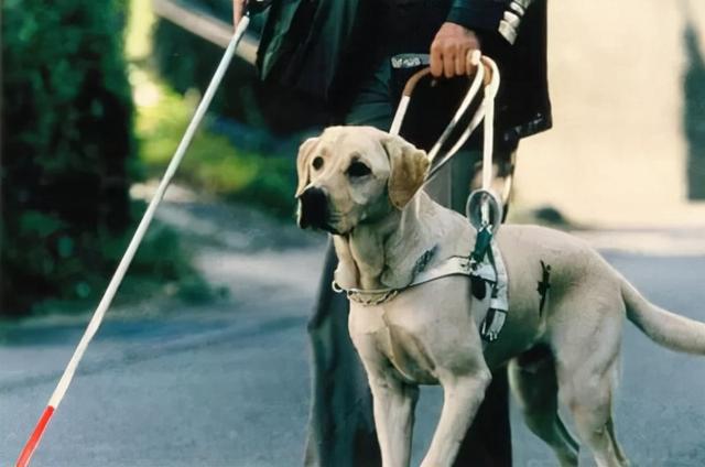 盲人的广州机场无障碍测评？当导盲犬小优第一次见到警犬...