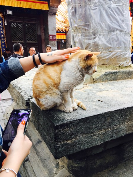 神秘寺庙小猫竟与游客轮流击掌拍照？背后的暖心真相令人泪目！