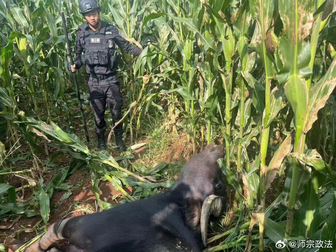 惊魂瞬间！特警百米外精准一击，疯牛毙命，现场震撼人心！