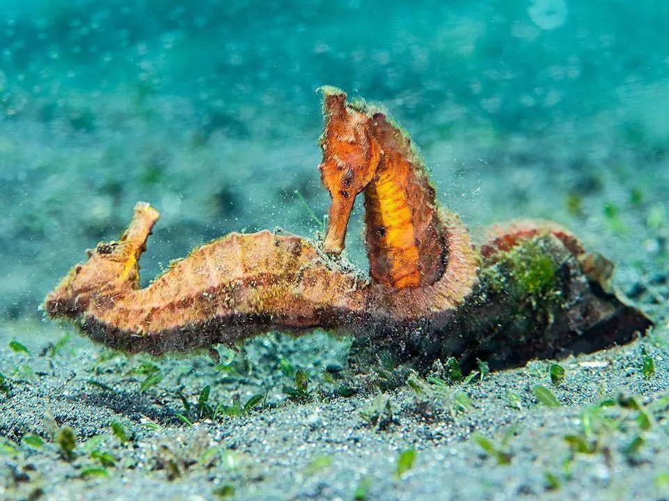 海里生物离开水后竟然还能存活