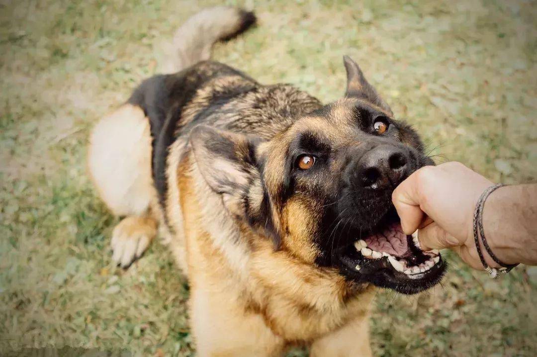 恶犬开窗跳车咬人